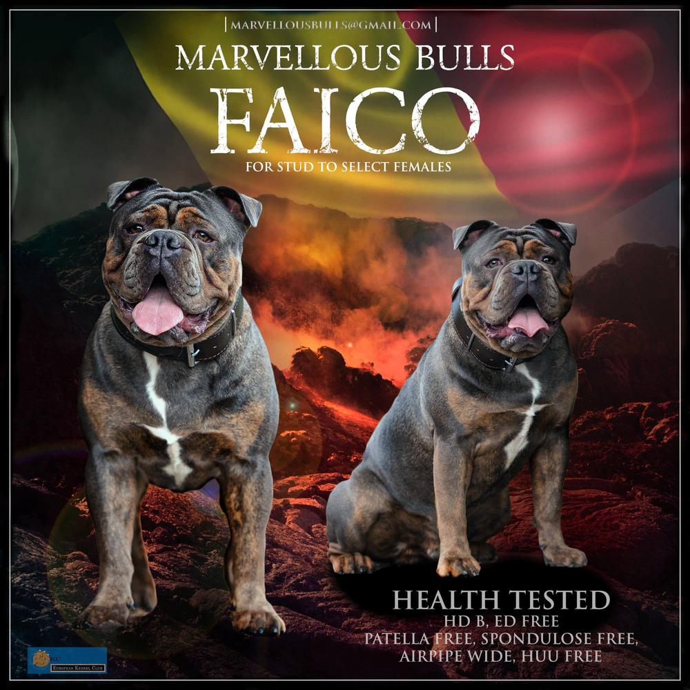 MARVELLOUS BULLS FAICO | Olde English Bulldogge 