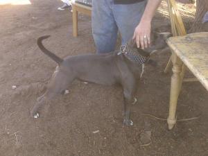 Shredder Magana | American Pit Bull Terrier 