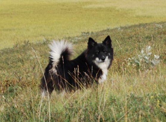 Stjörnuljósa Skógar Skíma | Icelandic Sheepdog 