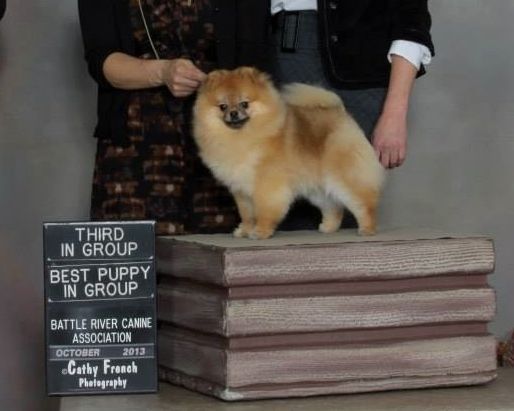 Firesprite's Zepplin | Pomeranian 