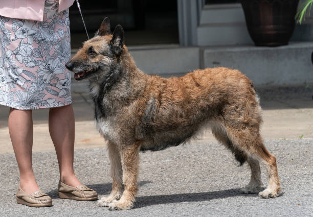 Belgian Laekenois