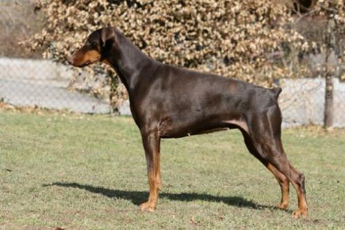 Gavott v. Gomaringer Schloss | Brown Doberman Pinscher