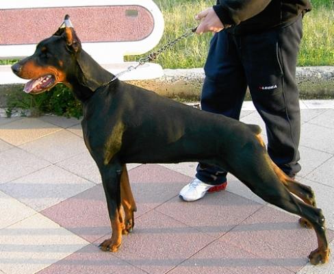 Ardens Cruz | Black Doberman Pinscher