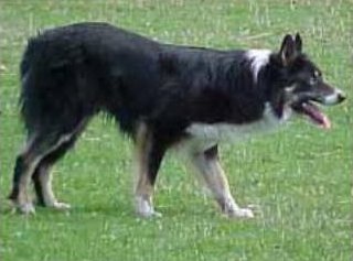 Leon's Irish | Border Collie 