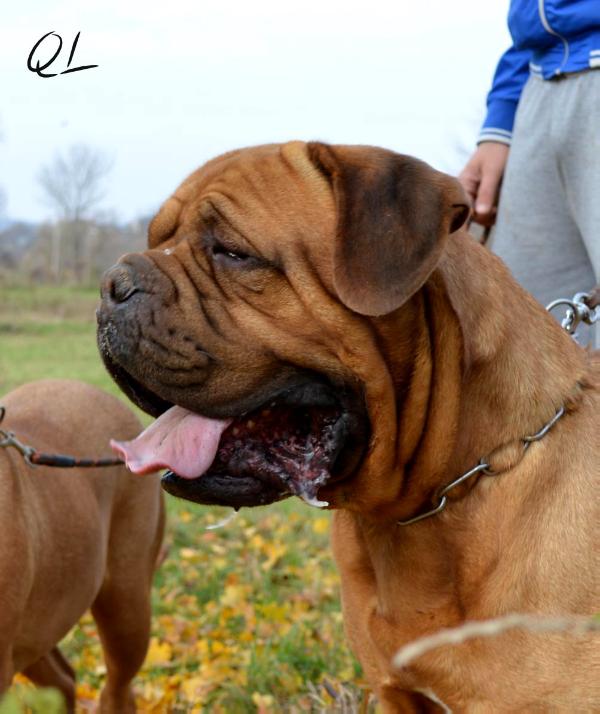 Utt Cooper Z'Orisku | Dogue de Bordeaux 