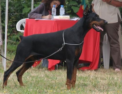 Irinland Edmon Emperior | Black Doberman Pinscher