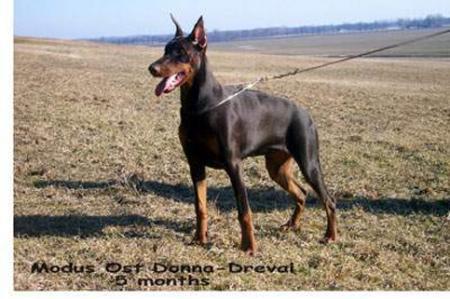 Modus Ost Donna Dreval | Brown Doberman Pinscher