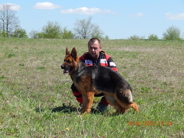 Golden Rose vom haus Cvetkovic | German Shepherd Dog 