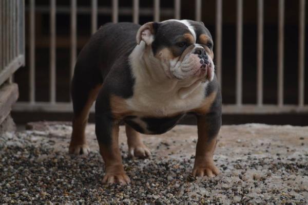 Tyson of Jughead | Olde English Bulldogge 