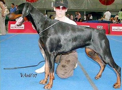 Smart Wood Hills Martini | Black Doberman Pinscher