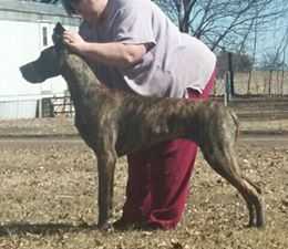 Walden-Witamy's Pure Magic | Great Dane 