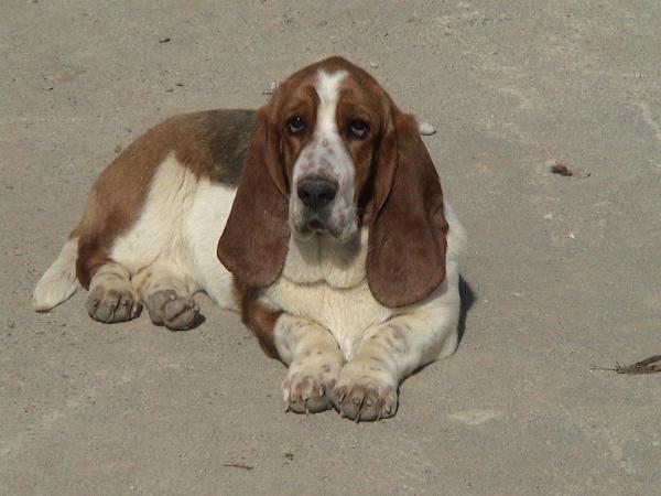 Gaufrette du domaine des laurieres | Basset Hound 