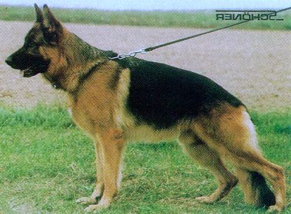 Luck von Batu | German Shepherd Dog 