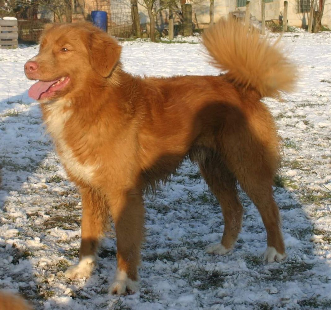 Kalmegess Canadian Crush Rocky | Nova Scotia Duck Tolling Retriever 