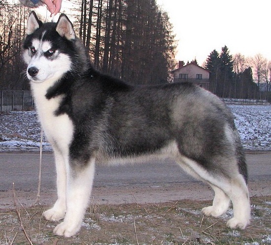 Kortiz Eskimoski Domek | Siberian Husky 