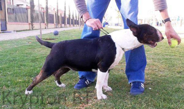 Just a Kryptonian Girl (Uriza) | Bull Terrier 