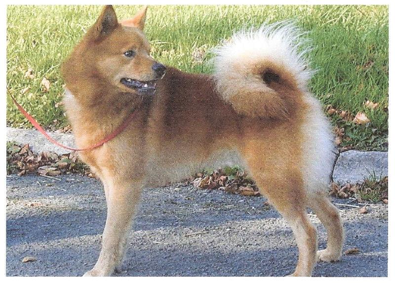 Sukunimi KARI | Finnish Spitz 