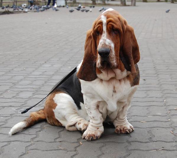 Merkoni Bilbo Baggins | Basset Hound 