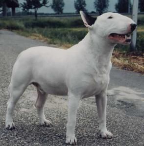 Hammels United | Bull Terrier 