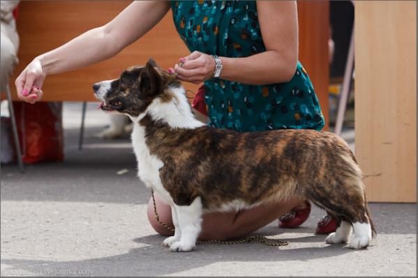 Principessa Gemini z Domu Polanki | Cardigan Welsh Corgi 