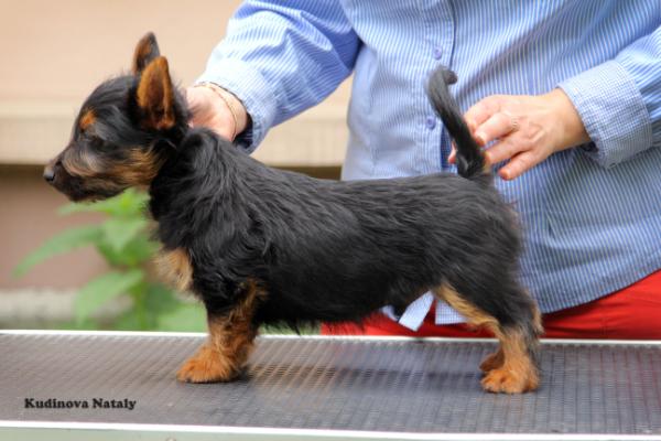 Imperator iz Zvezdnogo Grafstva | Australian Terrier 