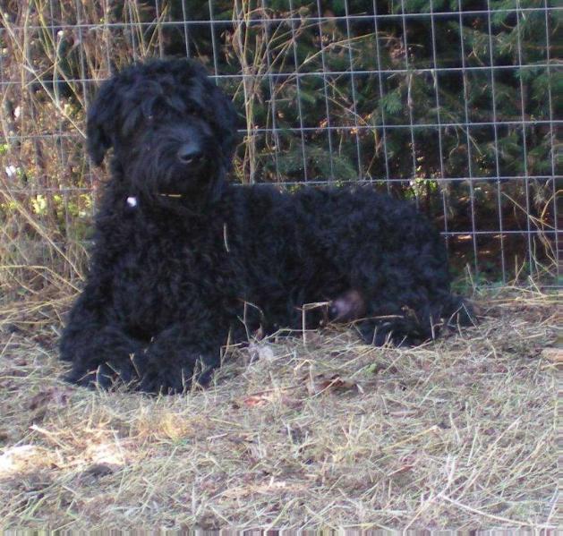 Fire Watch's Gloria | Giant Schnauzer 