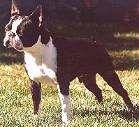 Brandy's Davy Crockett | Boston Terrier 