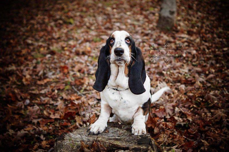 Charmaine Queen's Hermelin | Basset Hound 