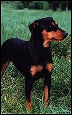 Lilla Enebys KRABBAN | German Pinscher 