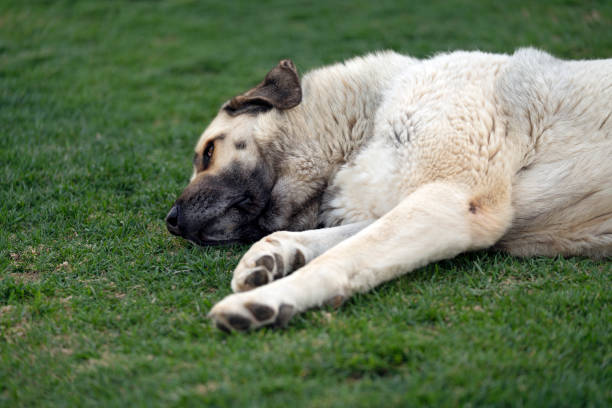 Anatolian Shepherd