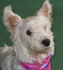 Happy Daisy Murdina Kilbey | West Highland White Terrier 