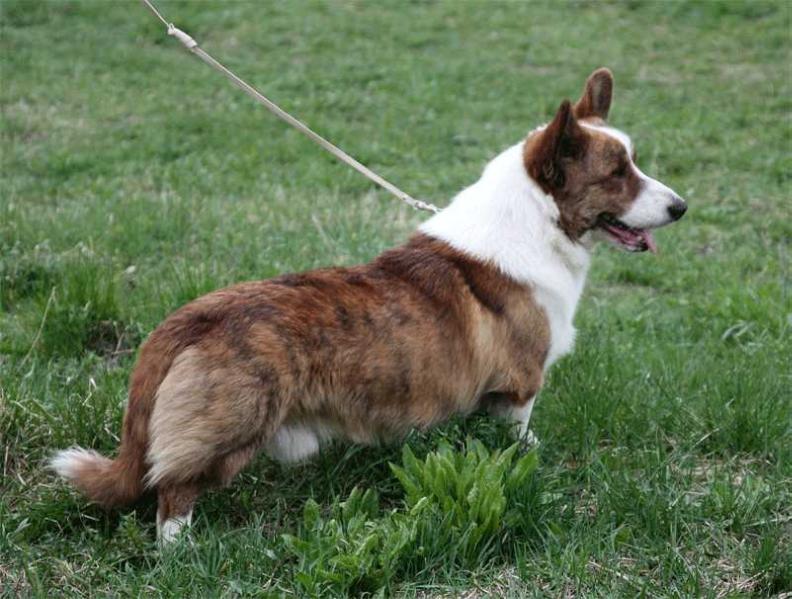 ENZO FERRARI Z JURAJSKIEGO ZAMKU | Cardigan Welsh Corgi 