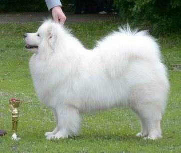 LIMITED DIAMOND EDITION Chatanga | Samoyed 