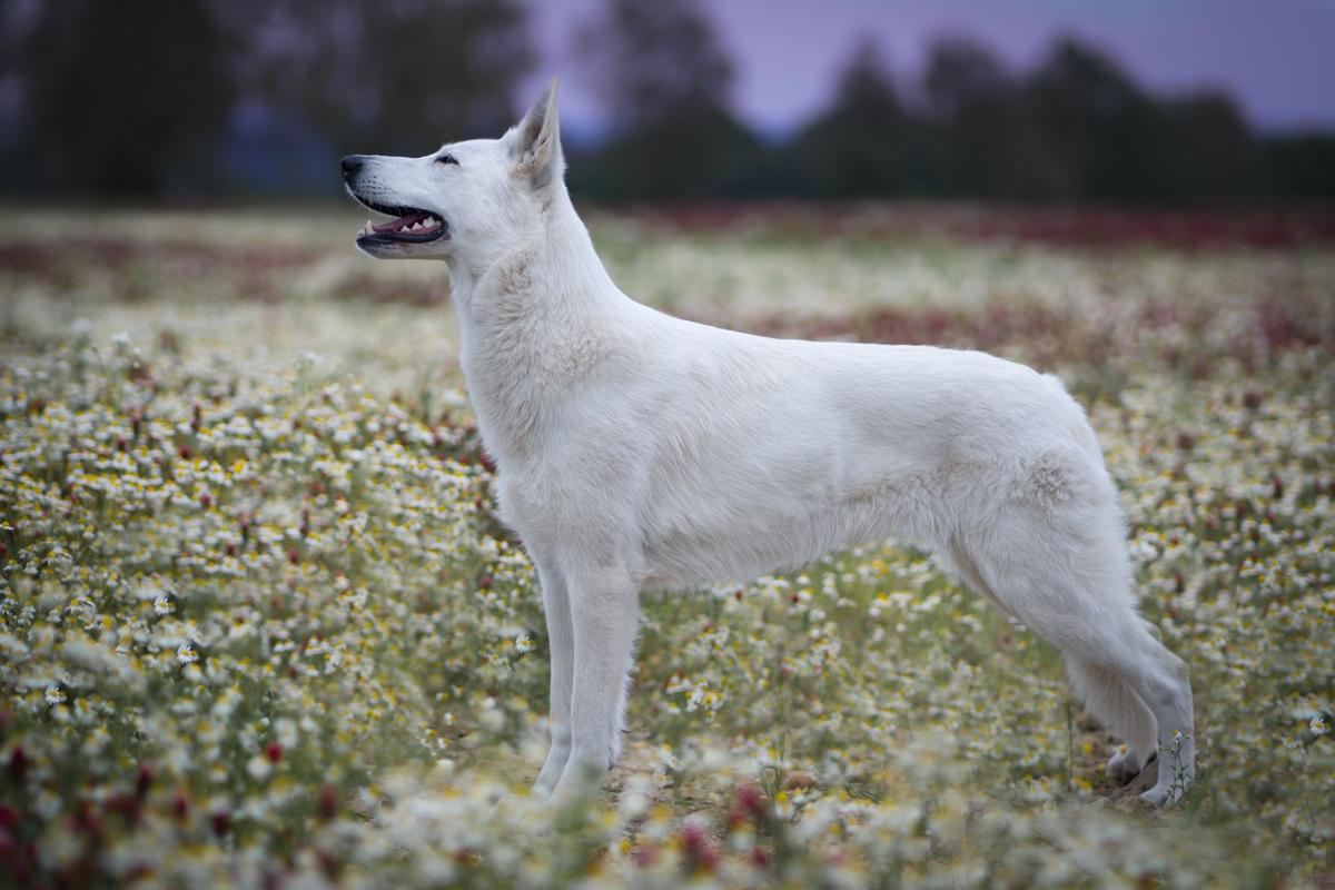 ANNIE DARKSHINE RAY | White Swiss Shepherd Dog 