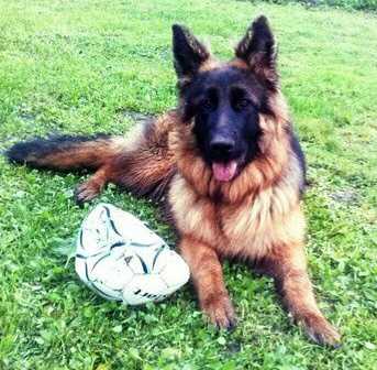 Oberlauf Zhenevieva | German Shepherd Dog 