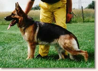 Sana vom Lerchenwald | German Shepherd Dog 