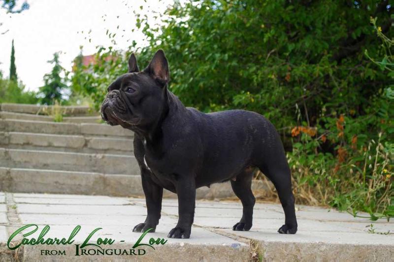 CACHAREL LOU-LOU FROM IRONGUARD | French Bulldog 