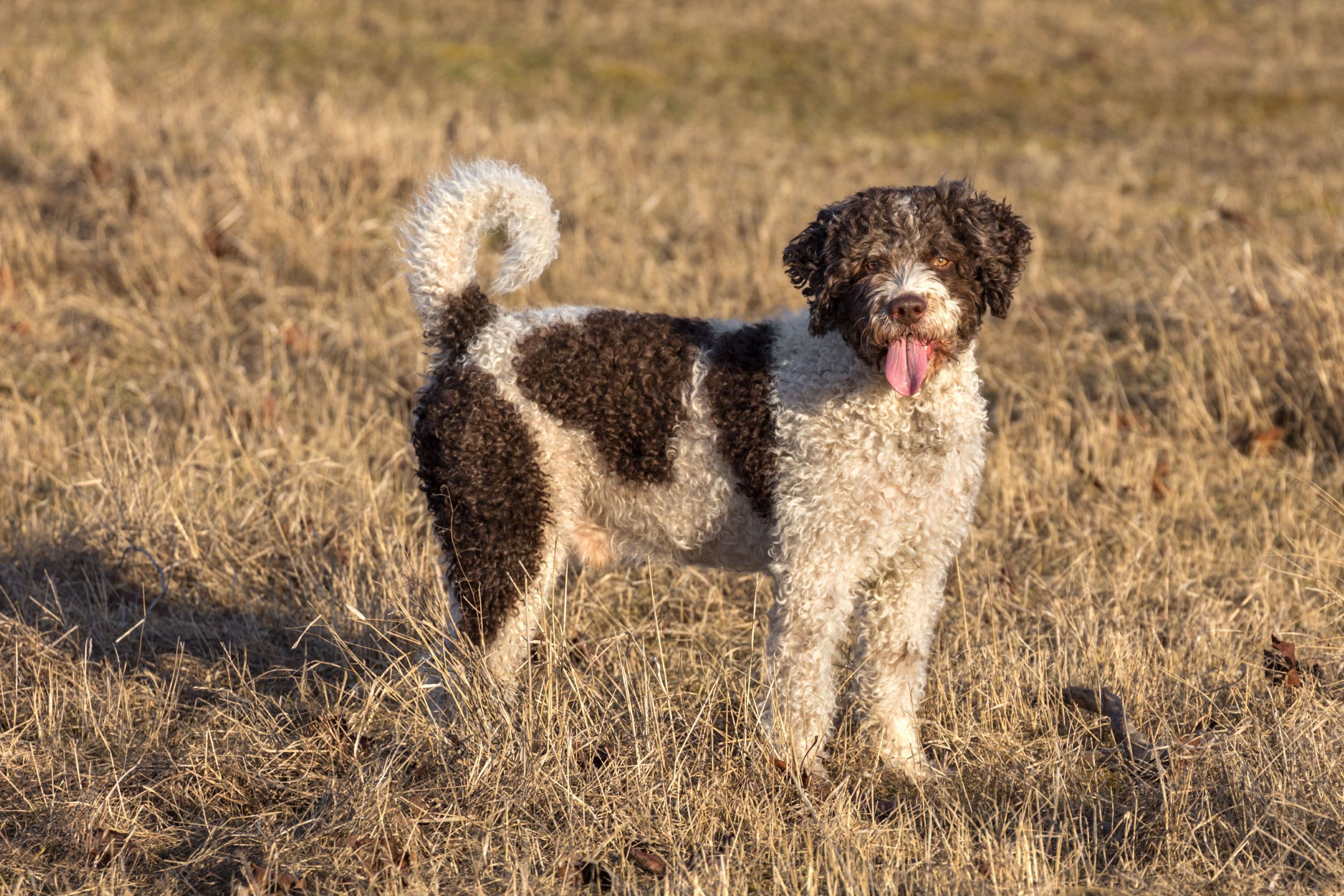 Spanish Water Dog