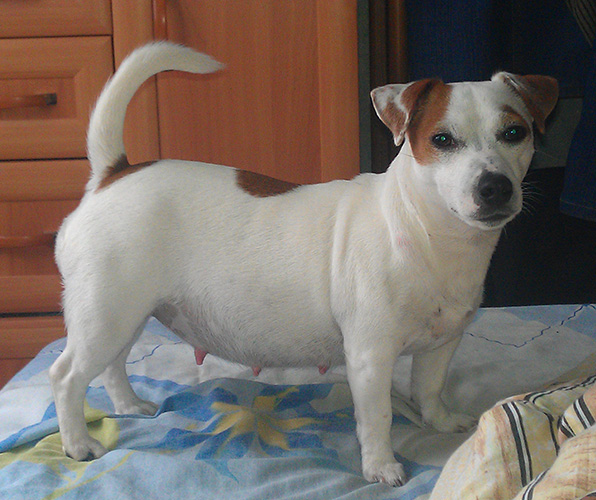 Niks Noks Chiccolina | Jack Russell Terrier 