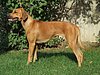 Bukavu-Bawu Uganga | Rhodesian Ridgeback 