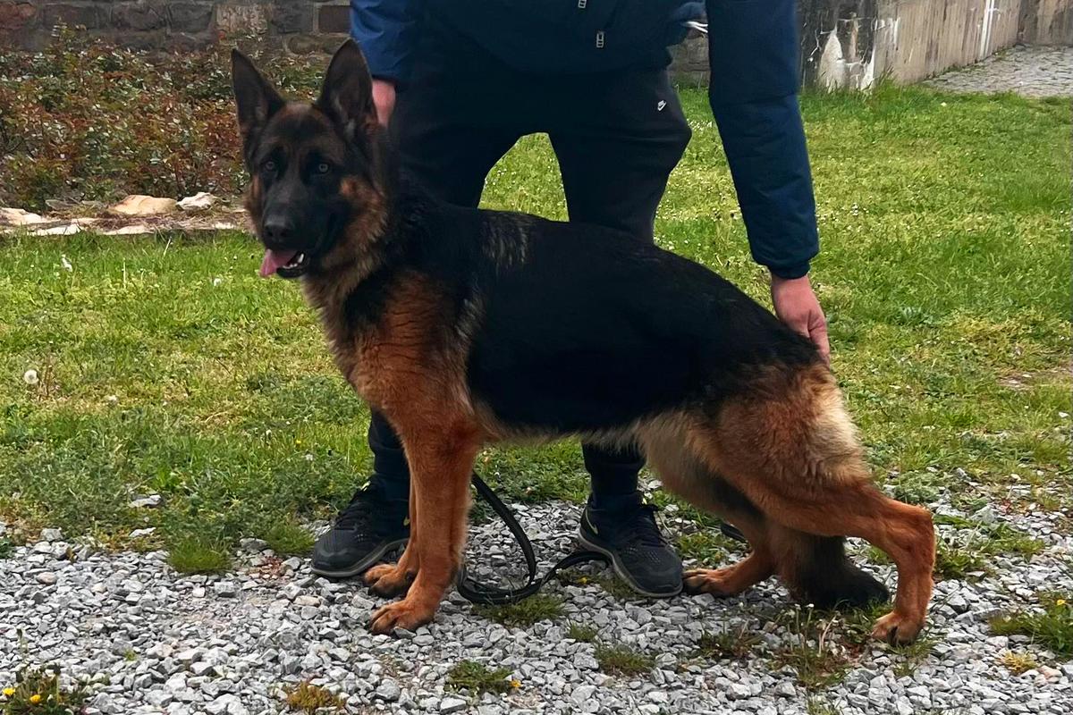 Soffie Solo Favoritas | German Shepherd Dog 