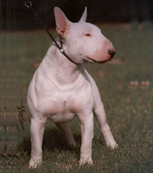 Glock de Coraje | Bull Terrier 