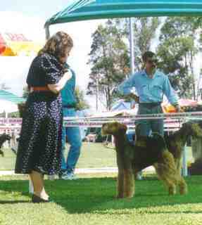 Old Iron Total Obsession | Airedale Terrier 