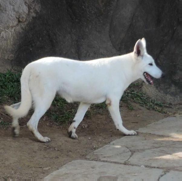 Yasmim Scatle | White Swiss Shepherd Dog 