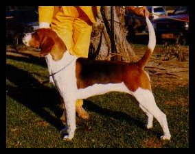 Peelhunt Genevieve | English Foxhound 