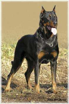 Arcon z Husovy Tvrze | Beauceron 