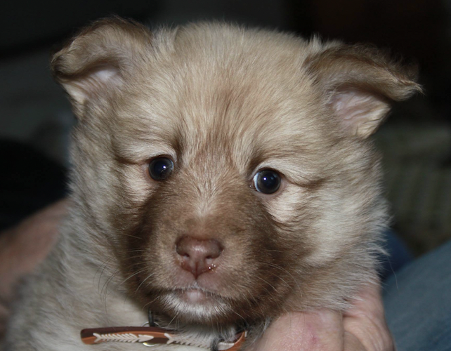 Litgeisli Freydis Lara | Icelandic Sheepdog 