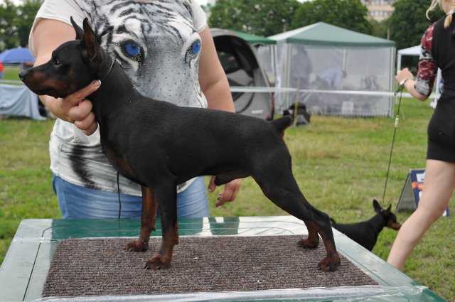 Korol Imperii Magnifisent | Miniature Pinscher 