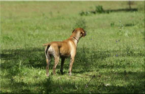 Ginja da Chã da Serra D'Arga | Portuguese Pointer 