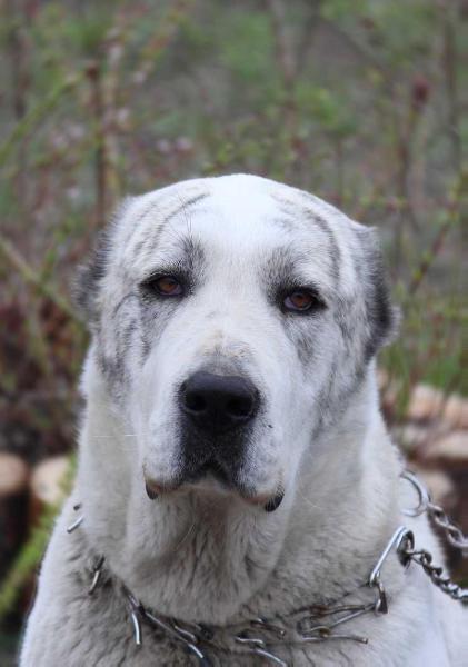 ELZ BULLET SHANTAL VAN SANTEN ROZALY | Central Asian Shepherd Dog 